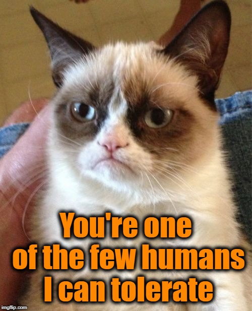 Grumpy Cat Meme | You're one of the few humans I can tolerate | image tagged in memes,grumpy cat | made w/ Imgflip meme maker