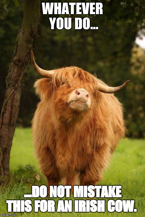 Irish Cows Piss Off The Scottish | WHATEVER YOU DO... ...DO NOT MISTAKE THIS FOR AN IRISH COW. | image tagged in irish,scottish,irish cows,cows,bovine,ginger | made w/ Imgflip meme maker