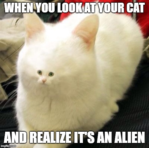 weird cat | WHEN YOU LOOK AT YOUR CAT; AND REALIZE IT'S AN ALIEN | image tagged in cat,weird,small face,ugly,alien,why | made w/ Imgflip meme maker