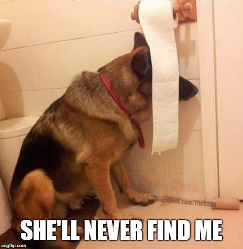 Ninja dog hides behind toilet paper | SHE'LL NEVER FIND ME | image tagged in ninja dog hides behind toilet paper | made w/ Imgflip meme maker