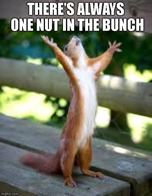 Praise Squirrel | THERE'S ALWAYS ONE NUT IN THE BUNCH | image tagged in praise squirrel | made w/ Imgflip meme maker