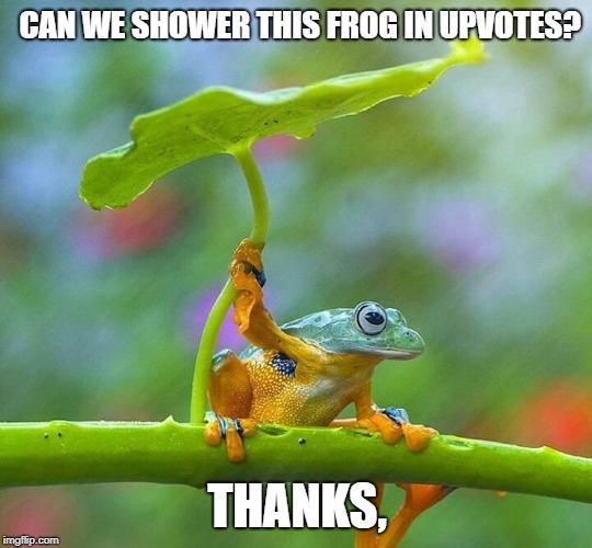 LOL so funny  | CAN WE SHOWER THIS FROG IN UPVOTES? THANKS, | image tagged in funny memes,frog | made w/ Imgflip meme maker