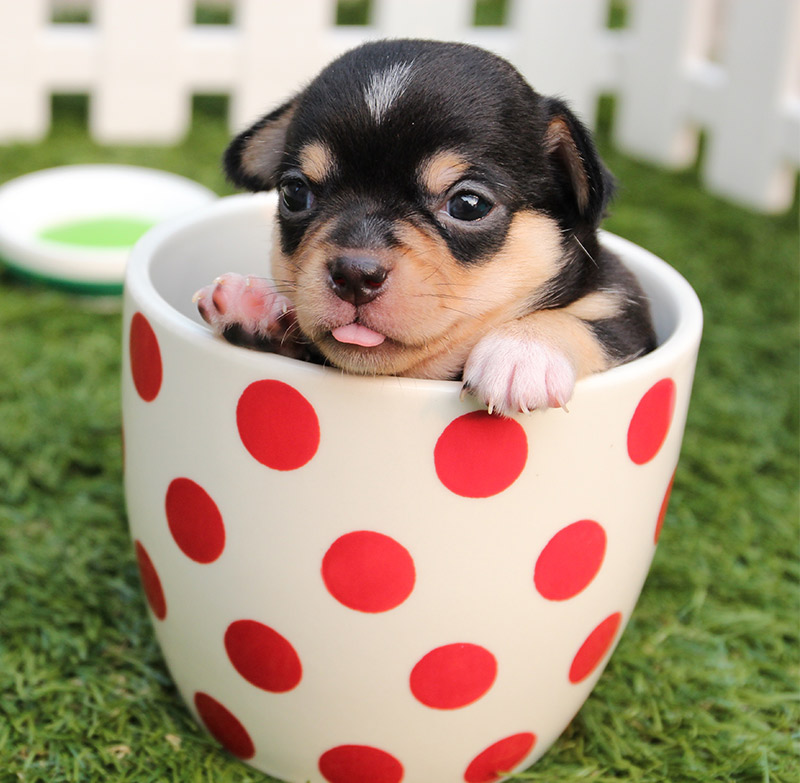 High Quality puppy in a cup Blank Meme Template