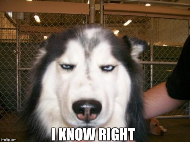 Annoyed Dog | I KNOW RIGHT | image tagged in annoyed dog | made w/ Imgflip meme maker