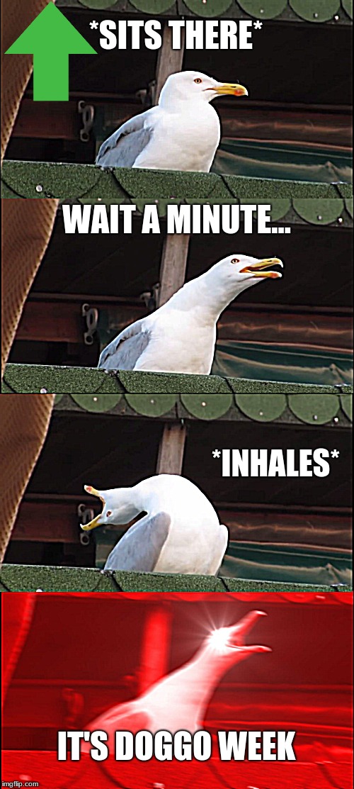 Inhaling Seagull | *SITS THERE*; WAIT A MINUTE... *INHALES*; IT'S DOGGO WEEK | image tagged in memes,inhaling seagull | made w/ Imgflip meme maker