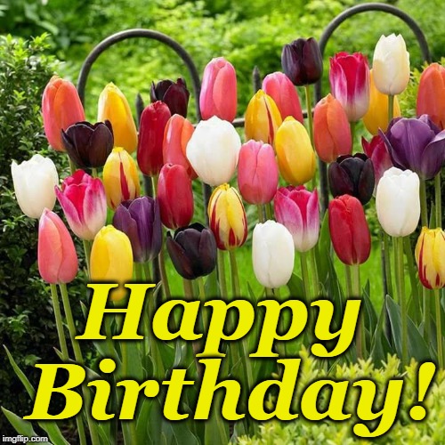 Happy Birthday | Happy Birthday! | image tagged in tulips,happy birthday,flowers | made w/ Imgflip meme maker