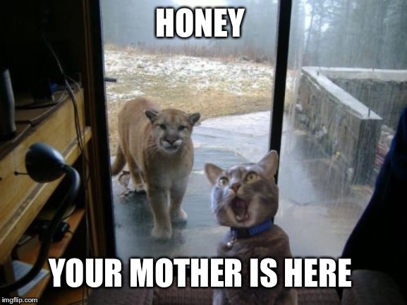 The lion is here  | HONEY; YOUR MOTHER IS HERE | image tagged in cats,funny animals | made w/ Imgflip meme maker