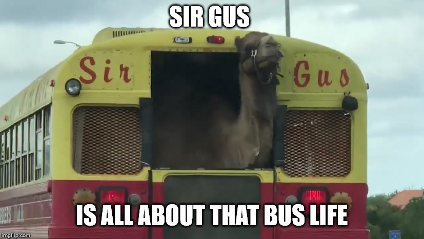 Sir Gus | SIR GUS; IS ALL ABOUT THAT BUS LIFE | image tagged in sir gus,bus life,sir gus jr,dancing camel,camels cant dance,gus | made w/ Imgflip meme maker