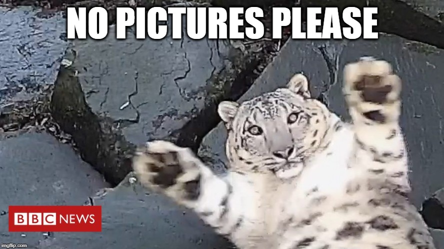 NO PICTURES PLEASE | image tagged in paparatze | made w/ Imgflip meme maker
