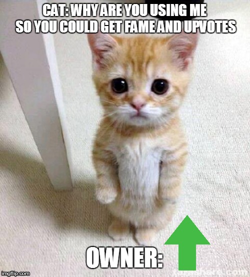 Cat being used | CAT: WHY ARE YOU USING ME SO YOU COULD GET FAME AND UPVOTES; OWNER: | image tagged in memes,cute cat | made w/ Imgflip meme maker