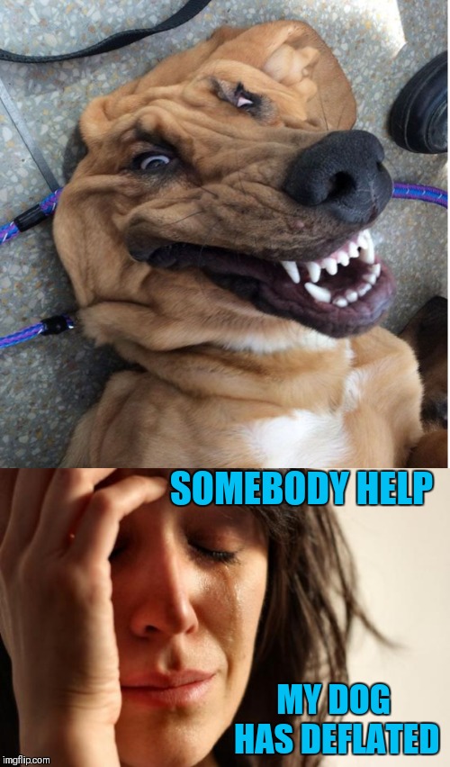 Doggo Week March 10-16 ( A Blaze_the_Blaziken and 1forpiece event) | SOMEBODY HELP; MY DOG HAS DEFLATED | image tagged in memes,first world problems,deflated,dogs,doggo week,funny | made w/ Imgflip meme maker