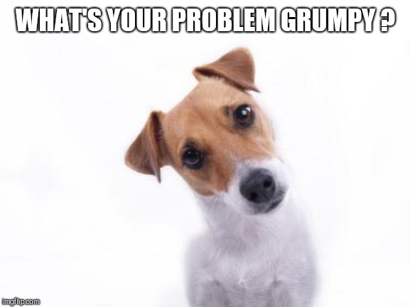 Confused Dog | WHAT'S YOUR PROBLEM GRUMPY ? | image tagged in confused dog | made w/ Imgflip meme maker