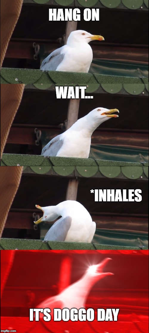 Inhaling Seagull Meme | HANG ON; WAIT... *INHALES; IT'S DOGGO DAY | image tagged in memes,inhaling seagull | made w/ Imgflip meme maker