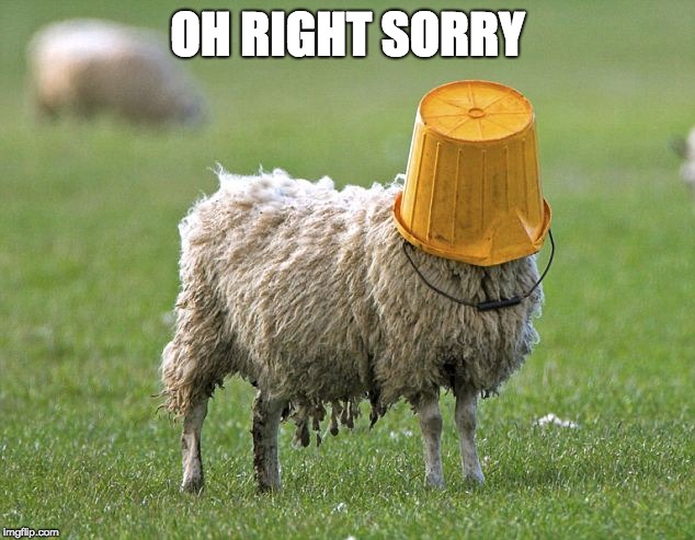 stupid sheep | OH RIGHT SORRY | image tagged in stupid sheep | made w/ Imgflip meme maker