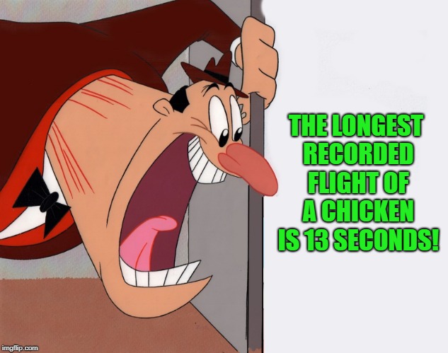 useless fun facts | THE LONGEST RECORDED FLIGHT OF A CHICKEN IS 13 SECONDS! | image tagged in yelling guy,fun fact,kewlew,original content only | made w/ Imgflip meme maker