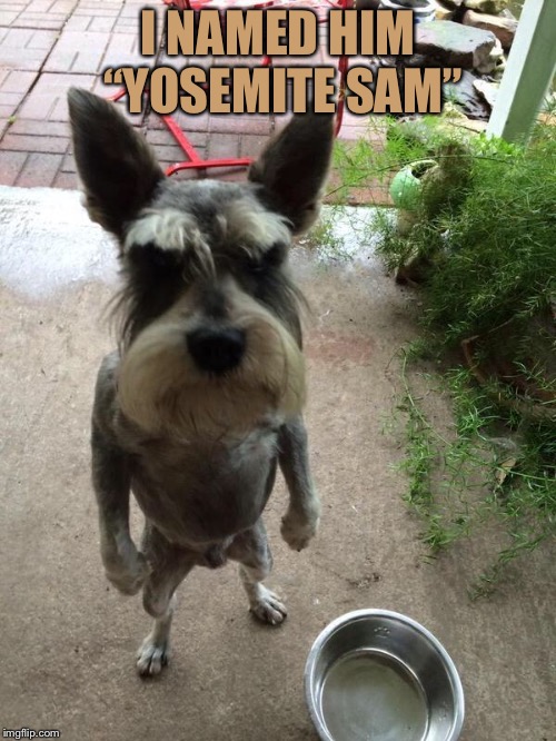 Angry dog | I NAMED HIM “YOSEMITE SAM” | image tagged in angry dog | made w/ Imgflip meme maker