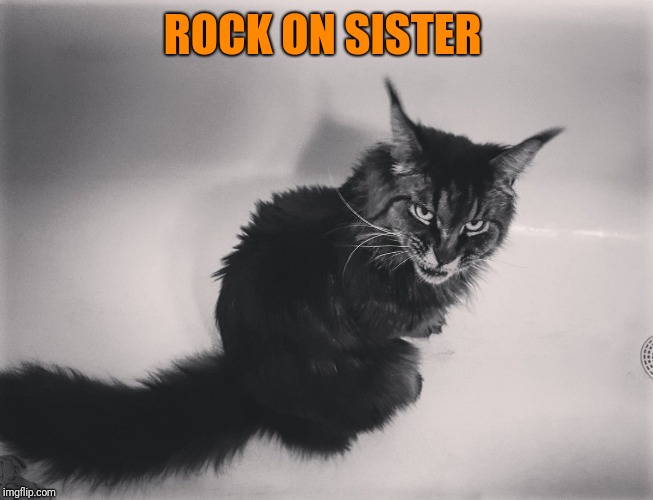 Metal Cat | ROCK ON SISTER | image tagged in metal cat | made w/ Imgflip meme maker
