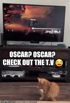 OSCAR? OSCAR? CHECK OUT THE T.V 😂 | image tagged in gifs | made w/ Imgflip video-to-gif maker