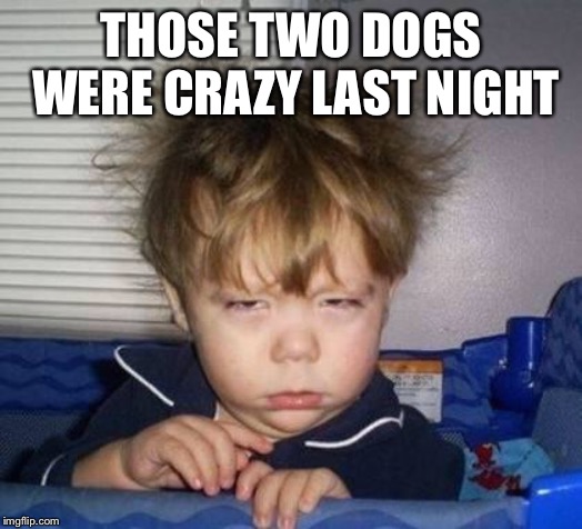 Wake up | THOSE TWO DOGS WERE CRAZY LAST NIGHT | image tagged in wake up | made w/ Imgflip meme maker