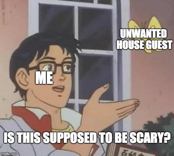 Is This A Pigeon Meme | IS THIS SUPPOSED TO BE SCARY? UNWANTED HOUSE GUEST ME | image tagged in memes,is this a pigeon | made w/ Imgflip meme maker
