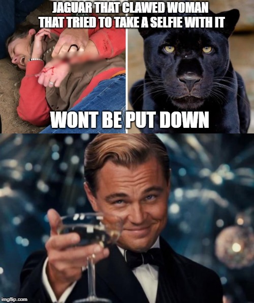 JAGUAR THAT CLAWED WOMAN THAT TRIED TO TAKE A SELFIE WITH IT; WONT BE PUT DOWN | image tagged in memes,leonardo dicaprio cheers | made w/ Imgflip meme maker