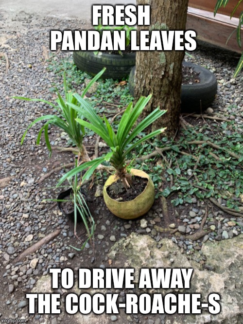 FRESH PANDAN LEAVES; TO DRIVE AWAY THE COCK-R0ACHE-S | made w/ Imgflip meme maker