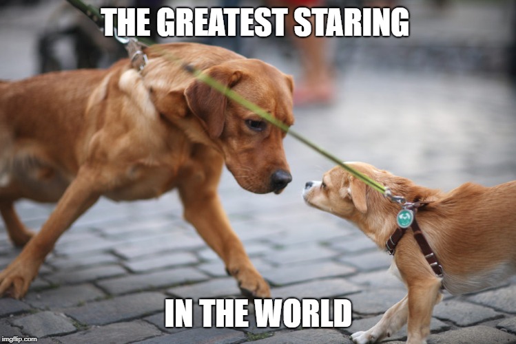 Doggo Week March 10-16 a Blaze_the_Blaziken and 1forpeace Event | THE GREATEST STARING; IN THE WORLD | image tagged in staring contest,memes,dogs,doggo week | made w/ Imgflip meme maker