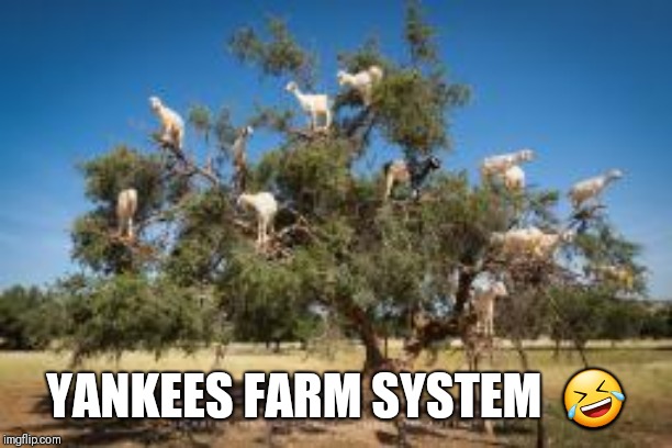 YANKEES FARM SYSTEM  🤣 | made w/ Imgflip meme maker