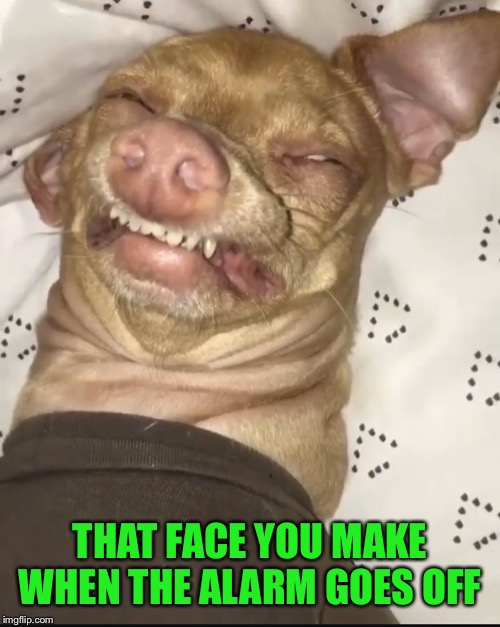 “ALARMeme”  |  THAT FACE YOU MAKE WHEN THE ALARM GOES OFF | image tagged in sleepy dog,alarm clock,funny meme | made w/ Imgflip meme maker
