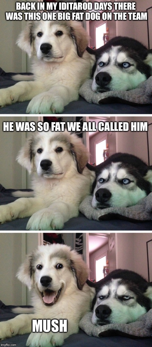 Bad pun dogs | BACK IN MY IDITAROD DAYS THERE WAS THIS ONE BIG FAT DOG ON THE TEAM; HE WAS SO FAT WE ALL CALLED HIM; MUSH | image tagged in bad pun dogs,funny,memes | made w/ Imgflip meme maker
