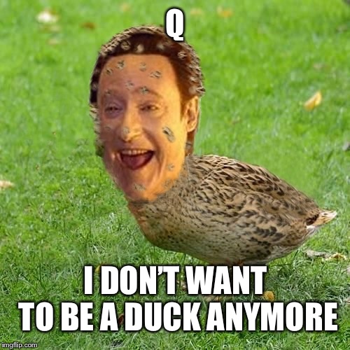 Cool Bullshit Da data duckith | Q I DON’T WANT TO BE A DUCK ANYMORE | image tagged in cool bullshit da data duckith | made w/ Imgflip meme maker