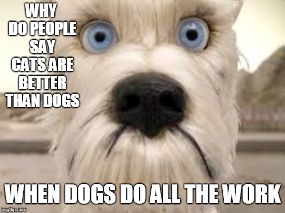 sad dog wants respect | WHY DO PEOPLE SAY CATS ARE BETTER THAN DOGS; WHEN DOGS DO ALL THE WORK | image tagged in dog | made w/ Imgflip meme maker