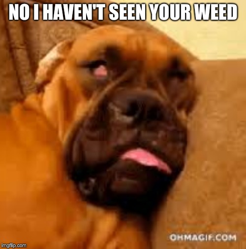 im sry im too high | NO I HAVEN'T SEEN YOUR WEED | image tagged in meme | made w/ Imgflip meme maker