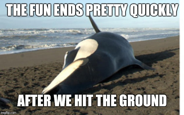 whale | THE FUN ENDS PRETTY QUICKLY AFTER WE HIT THE GROUND | image tagged in whale | made w/ Imgflip meme maker