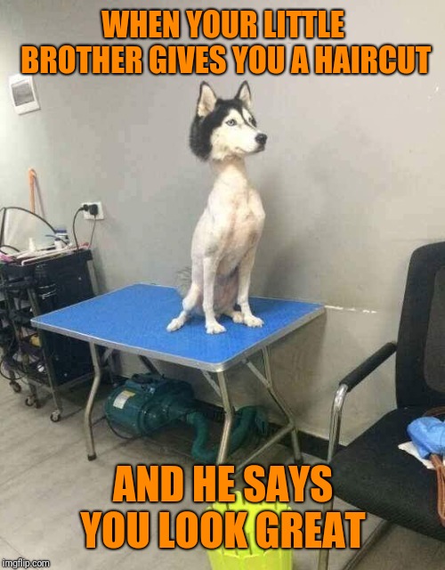 Shaved dog husky | WHEN YOUR LITTLE BROTHER GIVES YOU A HAIRCUT AND HE SAYS YOU LOOK GREAT | image tagged in shaved dog husky | made w/ Imgflip meme maker