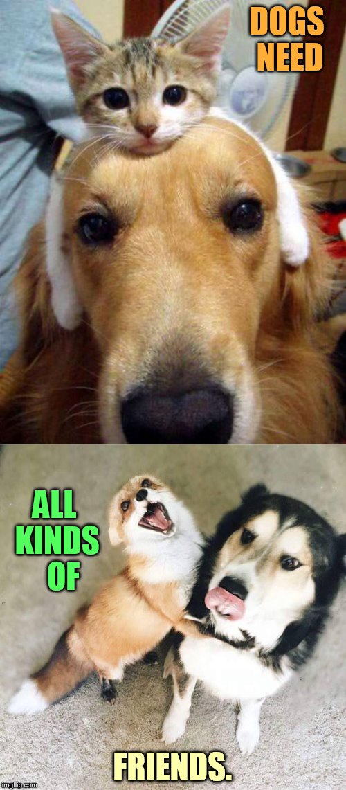 DOGS NEED FRIENDS. ALL KINDS   OF | made w/ Imgflip meme maker