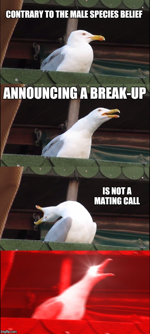 Inhaling Seagull | CONTRARY TO THE MALE SPECIES BELIEF; ANNOUNCING A BREAK-UP; IS NOT A MATING CALL | image tagged in memes,inhaling seagull | made w/ Imgflip meme maker