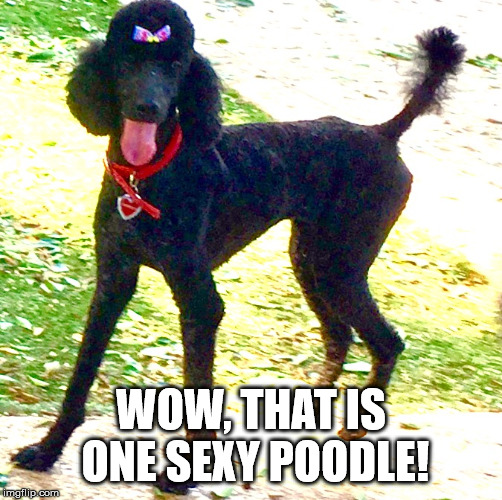 WOW, THAT IS ONE SEXY POODLE! | image tagged in marley poodle | made w/ Imgflip meme maker
