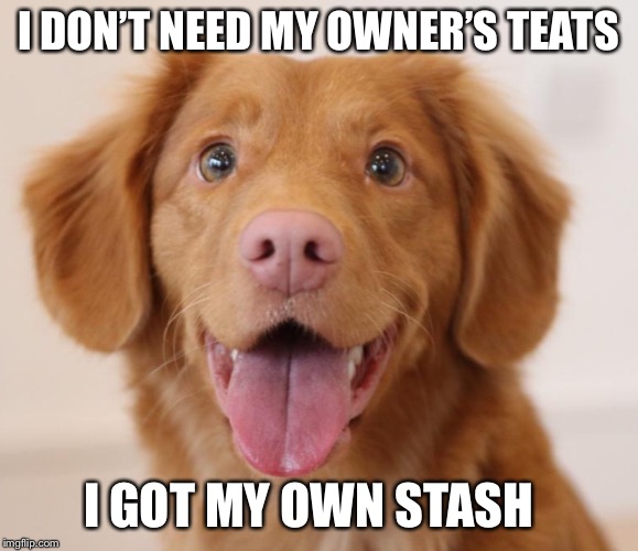 I DON’T NEED MY OWNER’S TEATS I GOT MY OWN STASH | image tagged in event in honor of raydogs mom dog memes event feb-8 to feb-20 | made w/ Imgflip meme maker