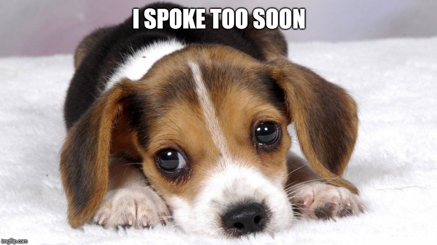 Puppy dog eyes | I SPOKE TOO SOON | image tagged in puppy dog eyes | made w/ Imgflip meme maker