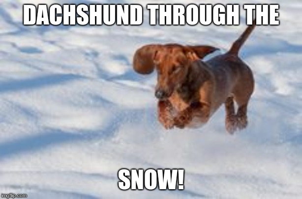 Merry Dachshund! | DACHSHUND THROUGH THE; SNOW! | image tagged in dachshund,snow | made w/ Imgflip meme maker