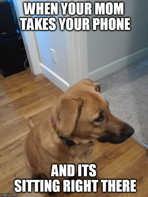 Temptations  | WHEN YOUR MOM TAKES YOUR PHONE; AND ITS SITTING RIGHT THERE | image tagged in dogs,funny,phone,temptations | made w/ Imgflip meme maker