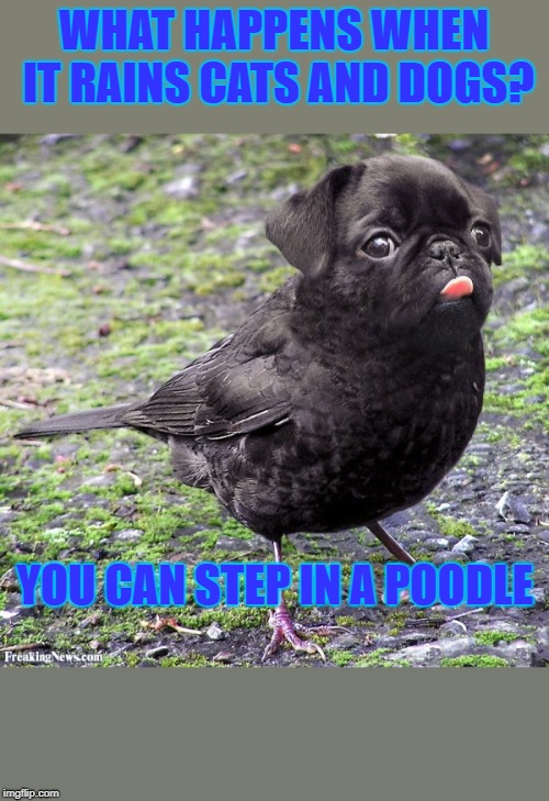 Doggo Week! | WHAT HAPPENS WHEN IT RAINS CATS AND DOGS? YOU CAN STEP IN A POODLE | image tagged in dogs,funny dogs,dog week,doggo week,funny dog memes | made w/ Imgflip meme maker