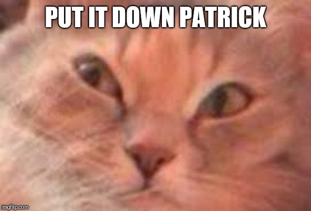 Triggered Cat | PUT IT DOWN PATRICK | image tagged in triggered cat | made w/ Imgflip meme maker