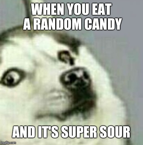 Accurately displayed reaction. [Doggo Week, March 10-16 (a Blaze_the_Blaziken and 1forpeace Event)] | WHEN YOU EAT A RANDOM CANDY; AND IT'S SUPER SOUR | image tagged in doggo week,candy,sour,doggo | made w/ Imgflip meme maker