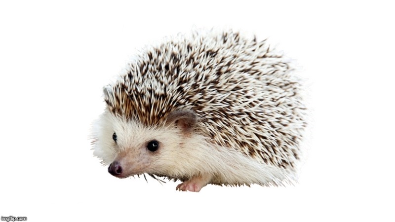 carl the hedgehog | image tagged in carl the hedgehog,carl,hedgehog | made w/ Imgflip meme maker