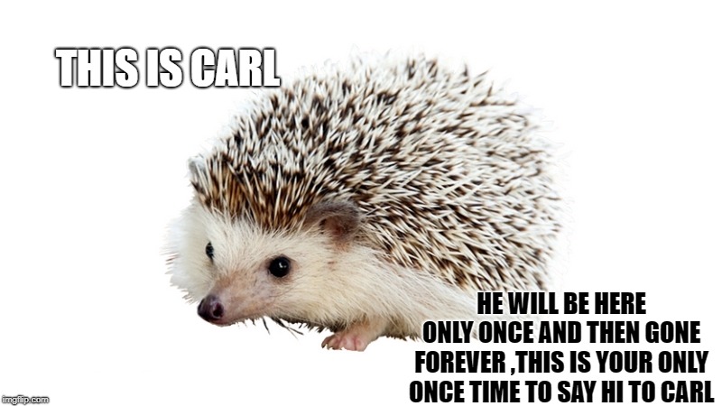 this is carl
 | THIS IS CARL; HE WILL BE HERE ONLY ONCE AND THEN GONE FOREVER ,THIS IS YOUR ONLY ONCE TIME TO SAY HI TO CARL | image tagged in carl the hedgehog,carl | made w/ Imgflip meme maker