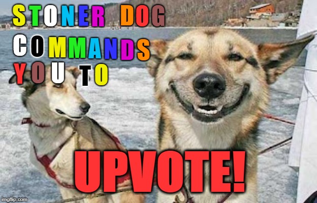 there really is no limit on teh number of textboxes, huh? | G; T; O; N; E; R; D; O; S; O; C; A; M; M; N; D; S; Y; O; O; T; U; UPVOTE! | image tagged in memes,original stoner dog | made w/ Imgflip meme maker