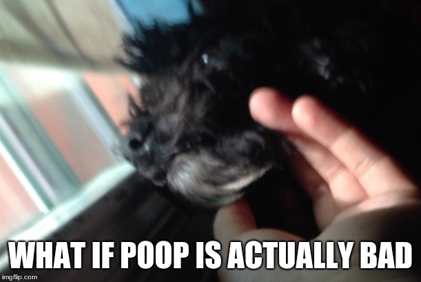 My doggo looking through the window (Doggo Week March 10-16 a Blaze_the_Blaziken and 1forpeace Event) | WHAT IF POOP IS ACTUALLY BAD | image tagged in memes,doggo week,blaze the blaziken,1forpeace | made w/ Imgflip meme maker