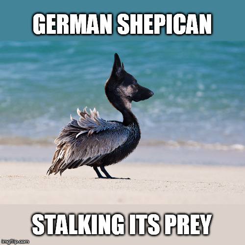 GERMAN SHEPICAN STALKING ITS PREY | made w/ Imgflip meme maker